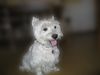 West Highland White Terrier Hund