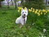 West Highland White Terrier Hund