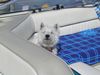 West Highland White Terrier Hund