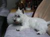 West Highland White Terrier Hund