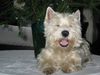 West Highland White Terrier Hund