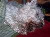 West Highland White Terrier Hund