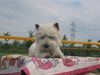 West Highland White Terrier Hund