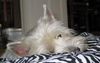 West Highland White Terrier Hund