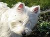 West Highland White Terrier Hund