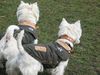 West Highland White Terrier Hund