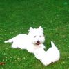 West Highland White Terrier Hund