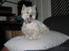 West Highland White Terrier Hund