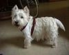 West Highland White Terrier Hund