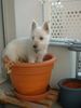 West Highland White Terrier Hund