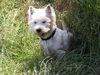 West Highland White Terrier Hund