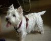 West Highland White Terrier Hund