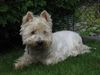 West Highland White Terrier Hund