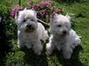 West Highland White Terrier Hund