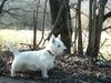 West Highland White Terrier Hund