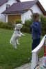 West Highland White Terrier Hund