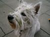 West Highland White Terrier Hund