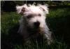 West Highland White Terrier Hund