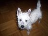 West Highland White Terrier Hund