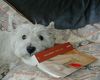 West Highland White Terrier Hund