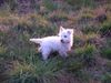 West Highland White Terrier Hund