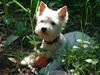 West Highland White Terrier Hund