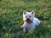 West Highland White Terrier Hund