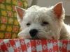 West Highland White Terrier Hund