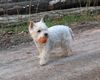 West Highland White Terrier Hund