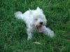 West Highland White Terrier Hund