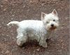 West Highland White Terrier Hund