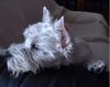 West Highland White Terrier Hund