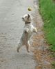 West Highland White Terrier Hund