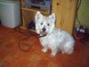 West Highland White Terrier Hund