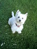 West Highland White Terrier Hund