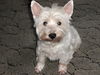 West Highland White Terrier Hund