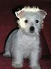 West Highland White Terrier Hund