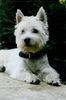 West Highland White Terrier Hund