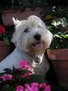 West Highland White Terrier Hund