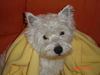 West Highland White Terrier Hund