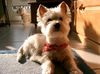 West Highland White Terrier Hund