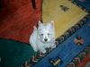 West Highland White Terrier Hund