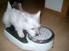 West Highland White Terrier Hund