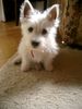 West Highland White Terrier Hund