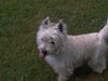 West Highland White Terrier Hund