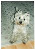 West Highland White Terrier Hund