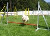 West Highland White Terrier Hund