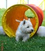 West Highland White Terrier Hund