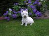 West Highland White Terrier Hund