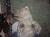 West Highland White Terrier Hund